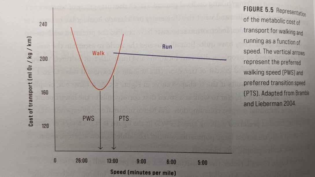 run walk chart