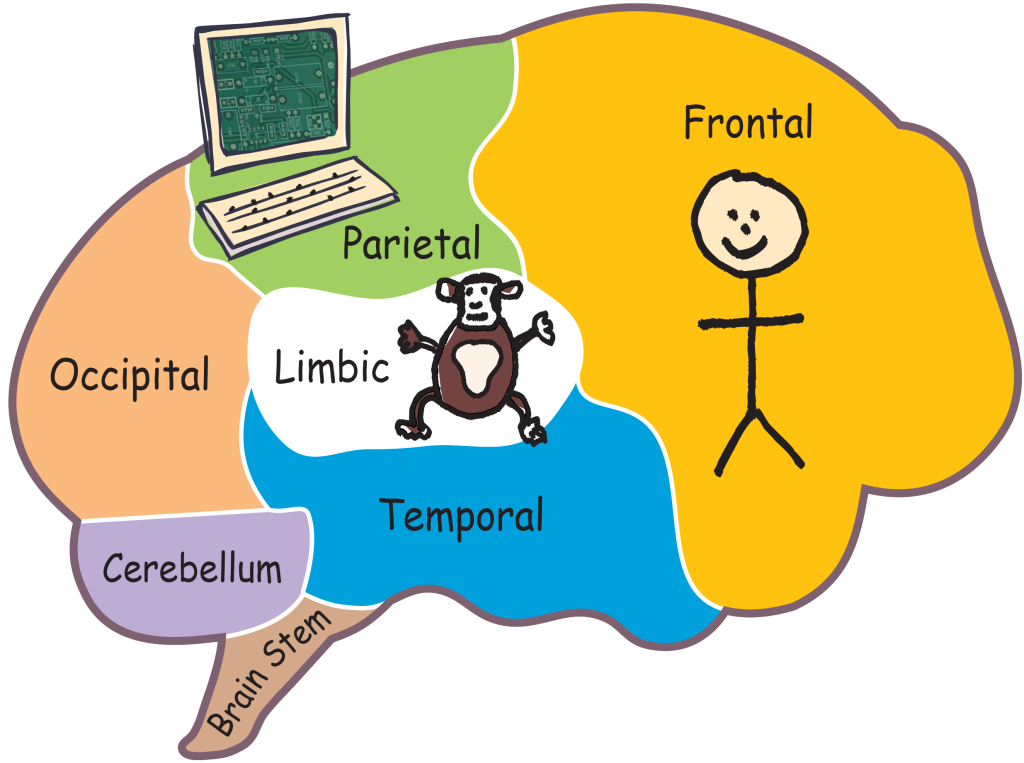 brain